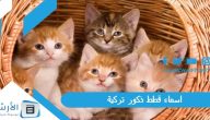اسماء قطط ذكور تركية 2023 ملكية ومعانيها