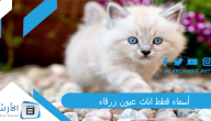 أسماء قطط اناث عيون زرقاء 2023 اسماء قطط اناث