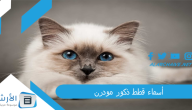 أسماء قطط ذكور مودرن 2024 عربية وانجليزية