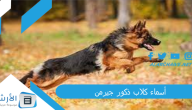 أسماء كلاب ذكور جيرمن 2023 أقوى أسامي كلاب مميزة جداً