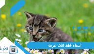 اسماء قطط اناث عربية 2023 ماذا اسمي قطتي الانثى؟