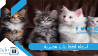 اسماء قطط بنات مصرية 2023 اسماء قطط شقية انثى