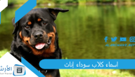 اسماء كلاب سوداء إناث 2023 اجمل اسماء كلاب اناث بالعربي او بالانجليزي
