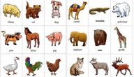 اسماء الحيوانات بالانجليزي مع الترجمة pdf هل تعرف اسم الأخطبوط والتمساح بالانجليزي؟!