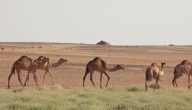 أسياد التكيف مع البيئة | حيوانات البيئة الصحراوية وأبرز المعلومات عنها